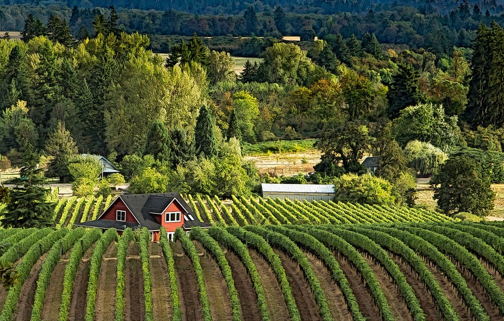 Willamette Valley Wine